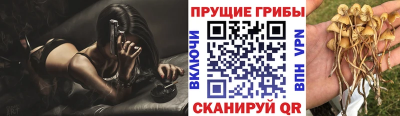 Галлюциногенные грибы Psilocybine cubensis  Северская 